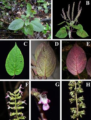 Systematic Placement of the Enigmatic Southeast Asian Genus Paralamium and an Updated Phylogeny of Tribe Pogostemoneae (Lamiaceae Subfamily Lamioideae)